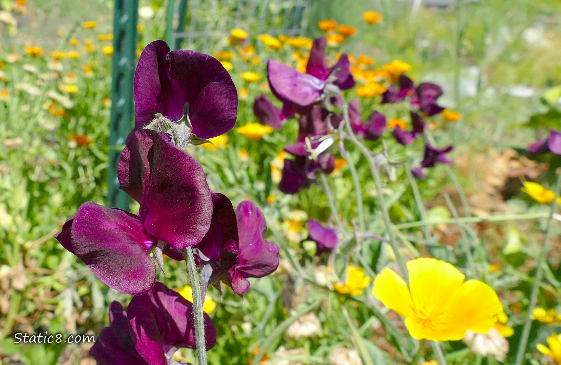 Purple Sweet Pea blooms with a California Poppy