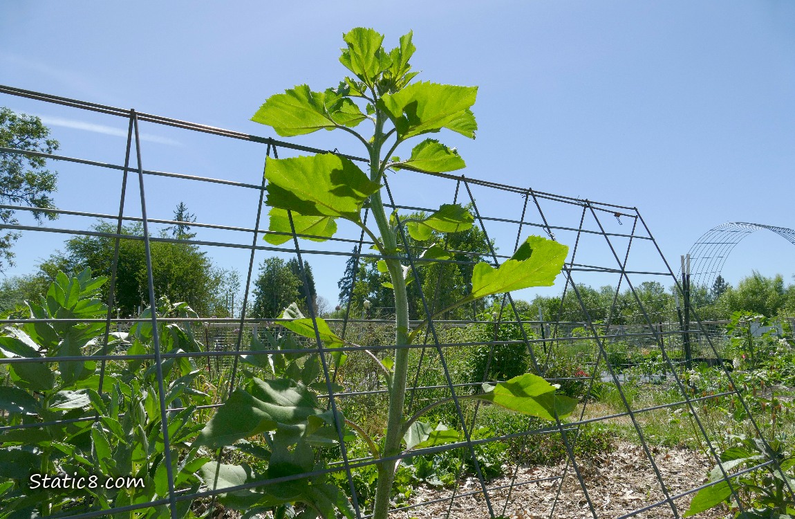 Sunflower plant growing thru a wire trellis