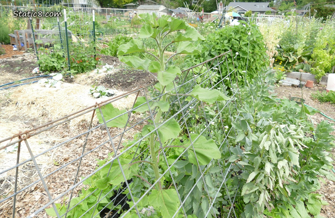 Garden plot