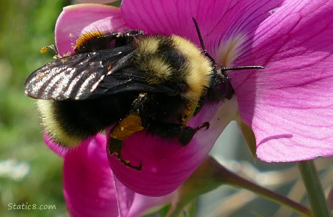 Bumblebee on a purple Sweet Pea bloom