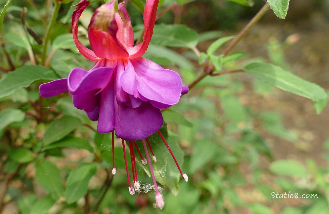 Fuchsia bloom hanging from the plant