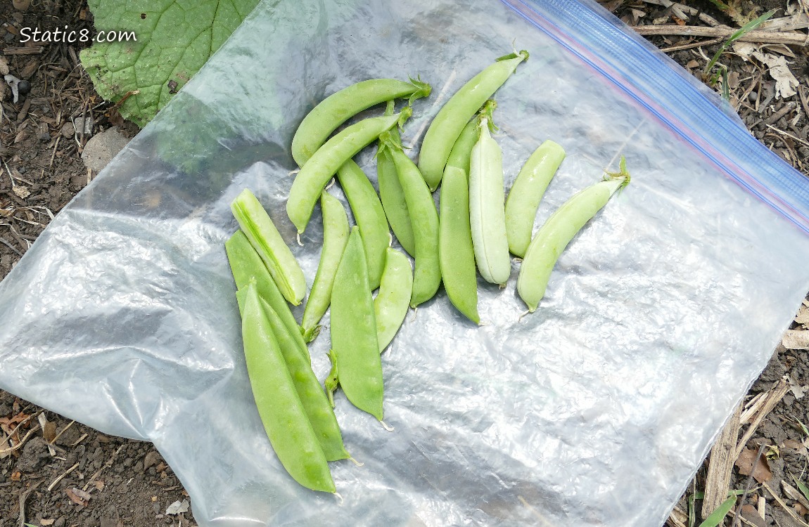 Harvested snap peas laying on a ziplock on the ground