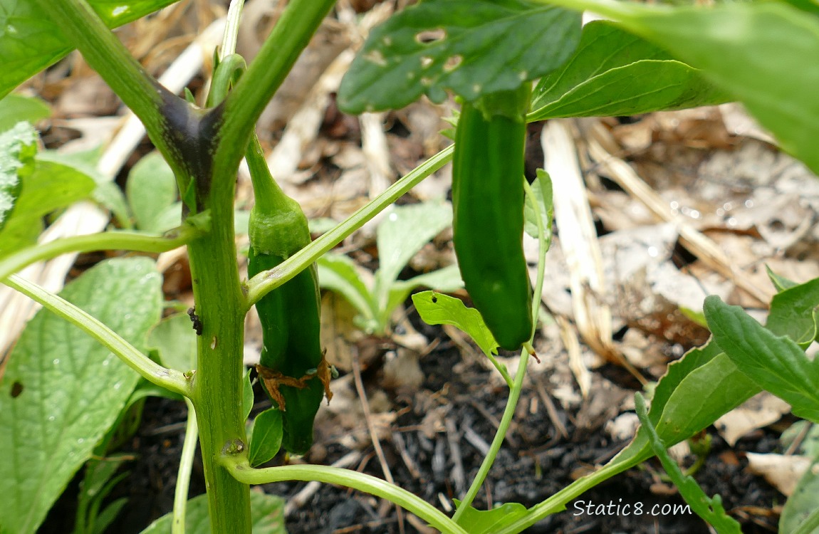 green Pepper fruits hanging from the plant