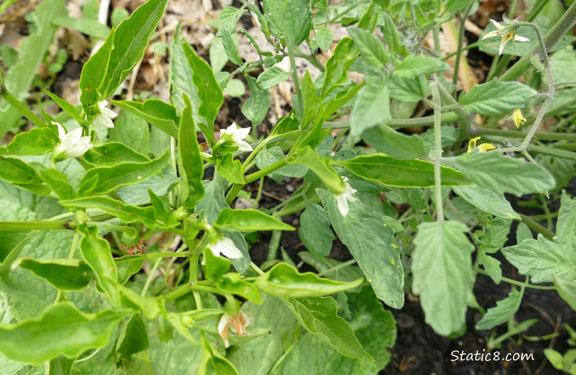 Looking down at a pepper plant with flowers blooming