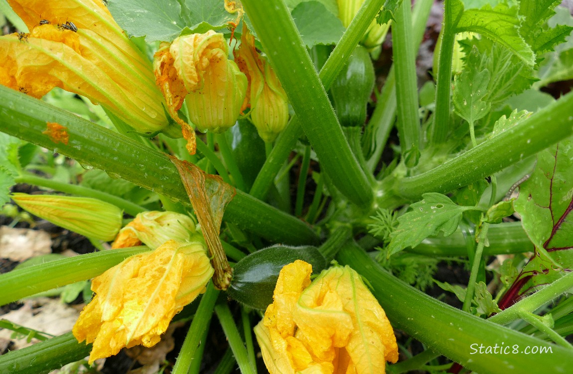 Squash plant with fruits and flowers