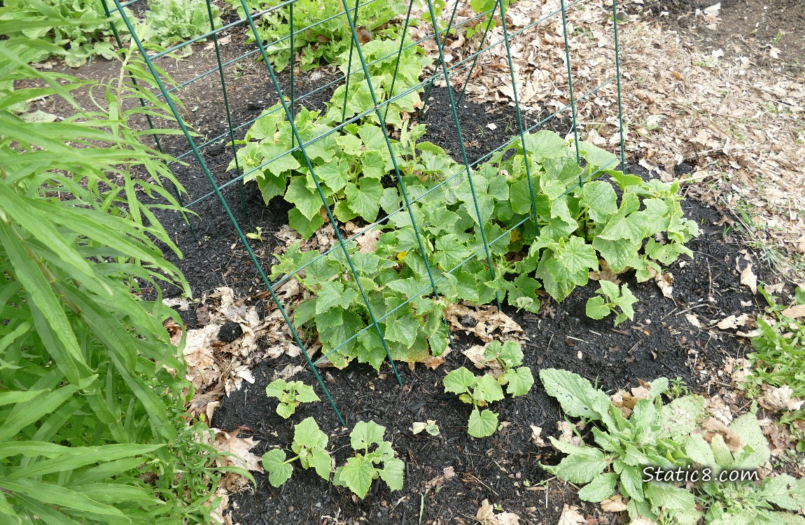Cucumber seedlings growing under a wire trellis