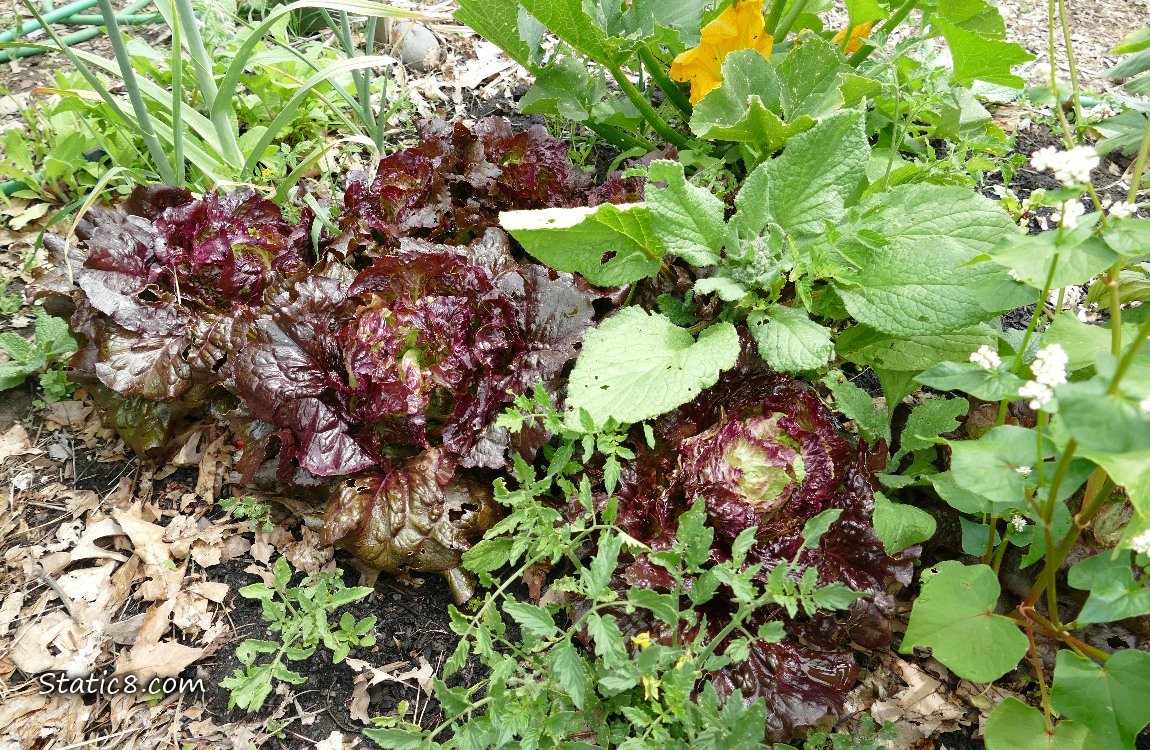 purple lettuces growing, surrounded by other plants