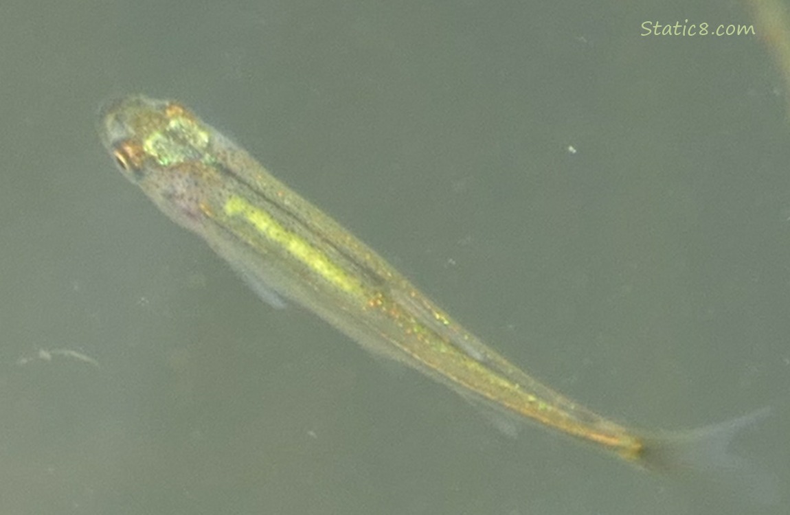 Close up of a minnow swimming in the water