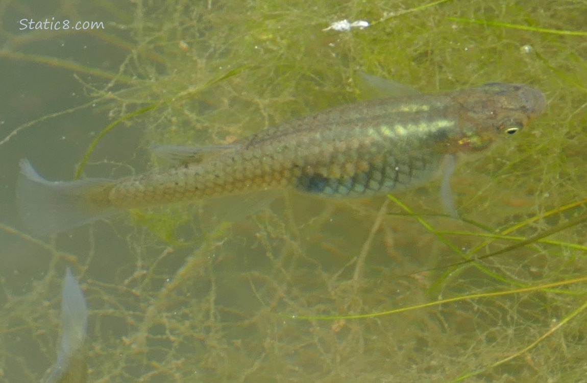 Close up of a minnow swimming in the water