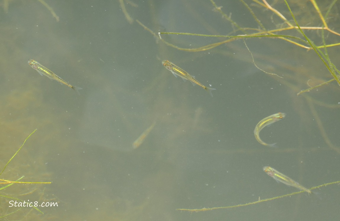 Minnows swimming in the water