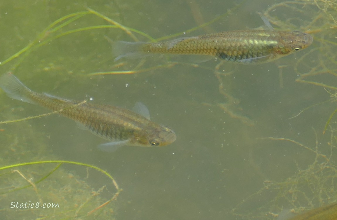 Two minnows swimming in the water