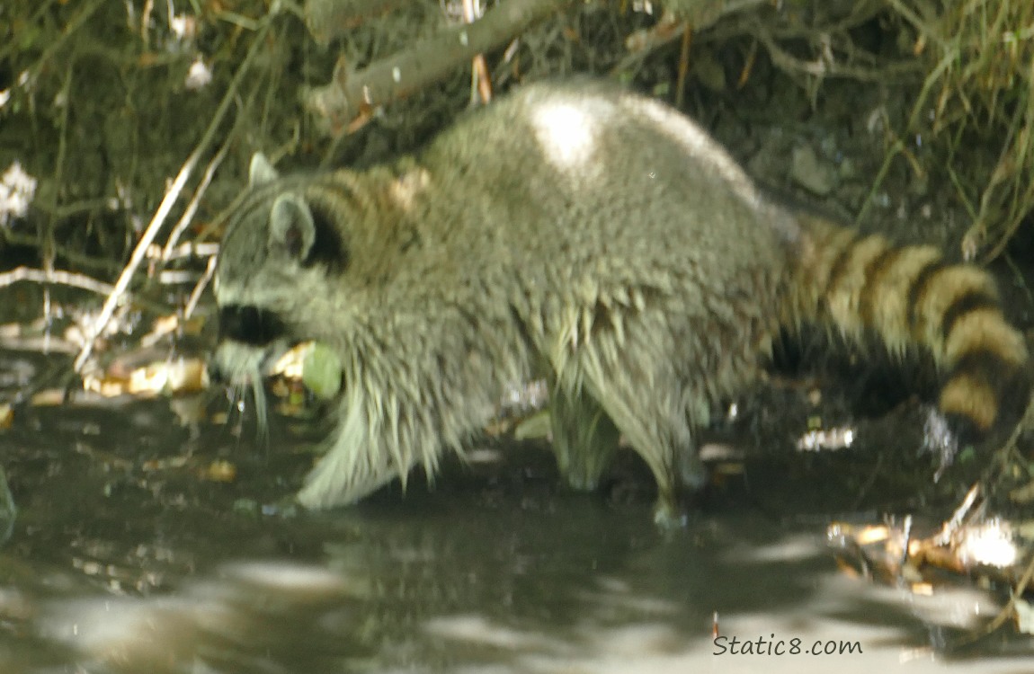 Blurry Raccoon hunting in shallow water
