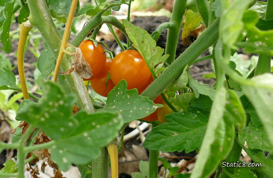 Orange cherry tomatoes ripening on the vine