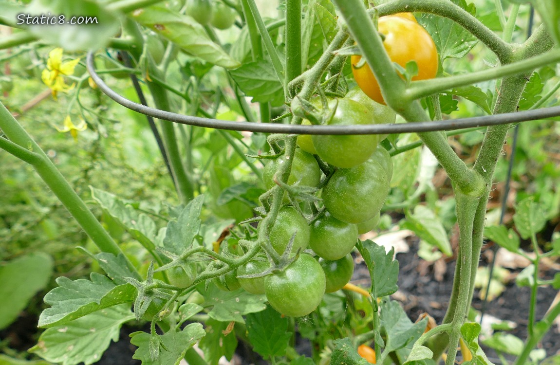 Green cherry tomatoes ripening on the vine