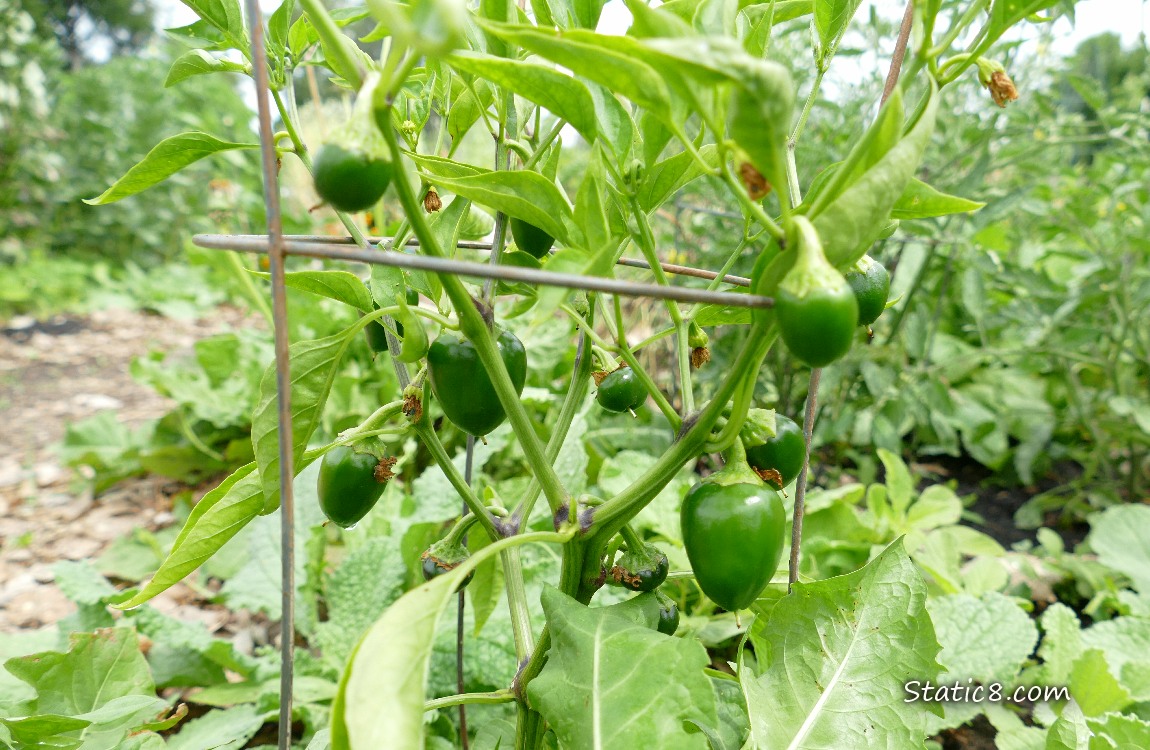 green Pepper fruits hanging from the plant
