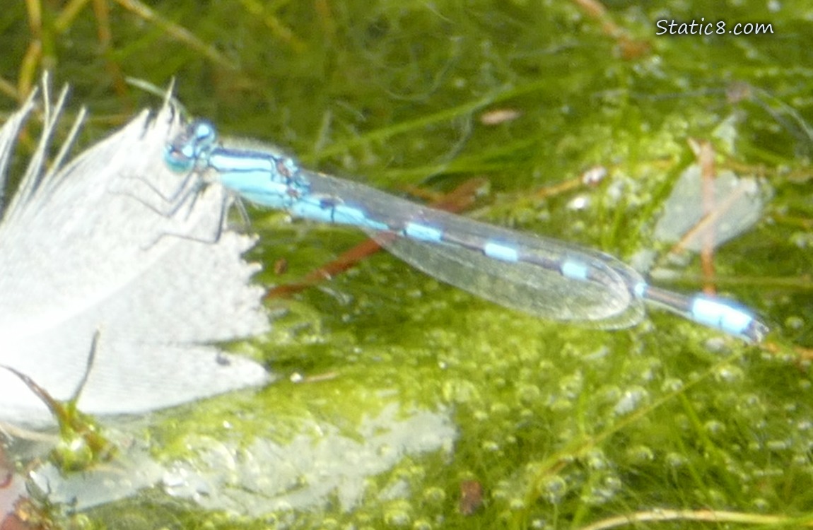 Damselfly standing on a feather floating on the water