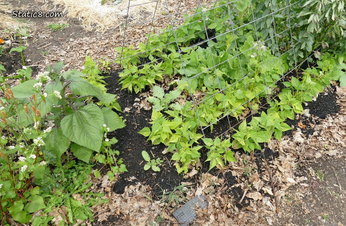 Sunflower and bean plants growing under a wire trellis