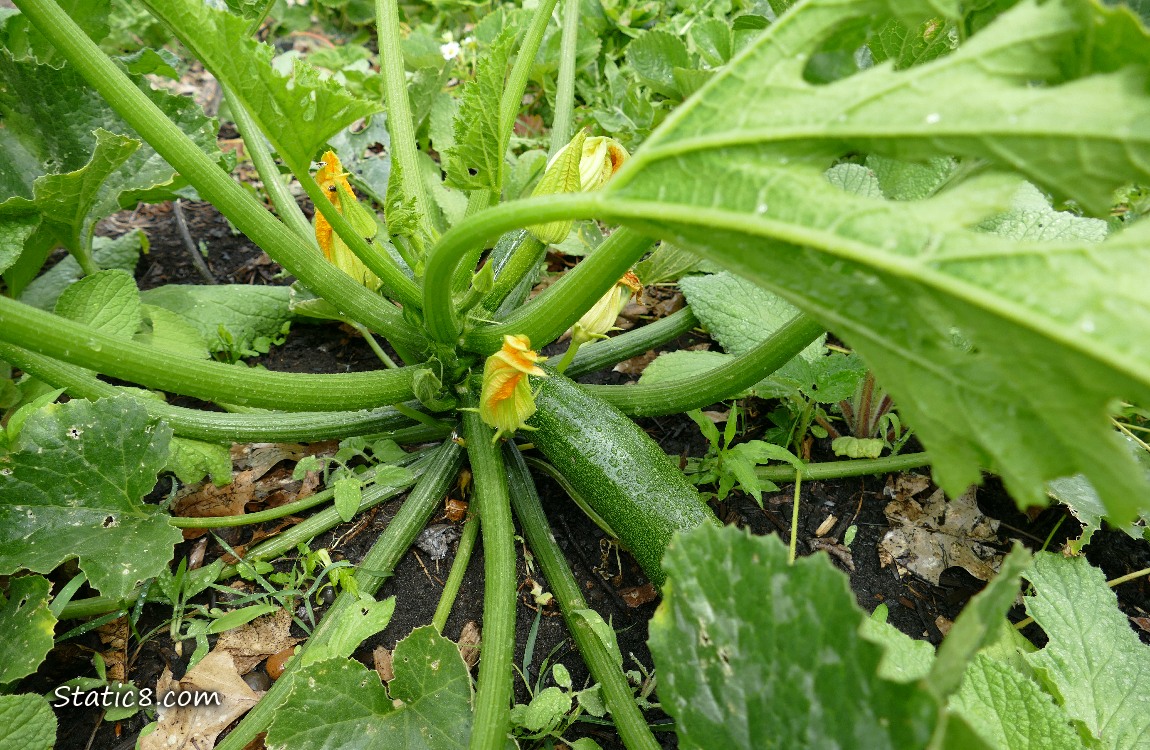 Looking down at a zucchini plant with fruits growing on it