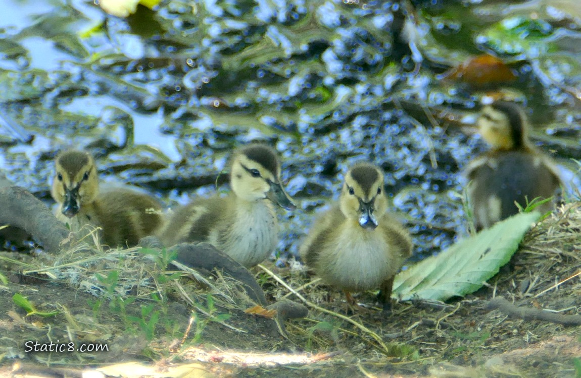 Four Ducklings walking up the creek bank