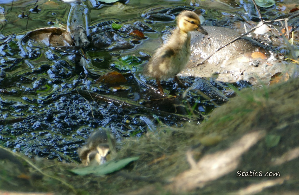 Two ducklings near the bank of the creek
