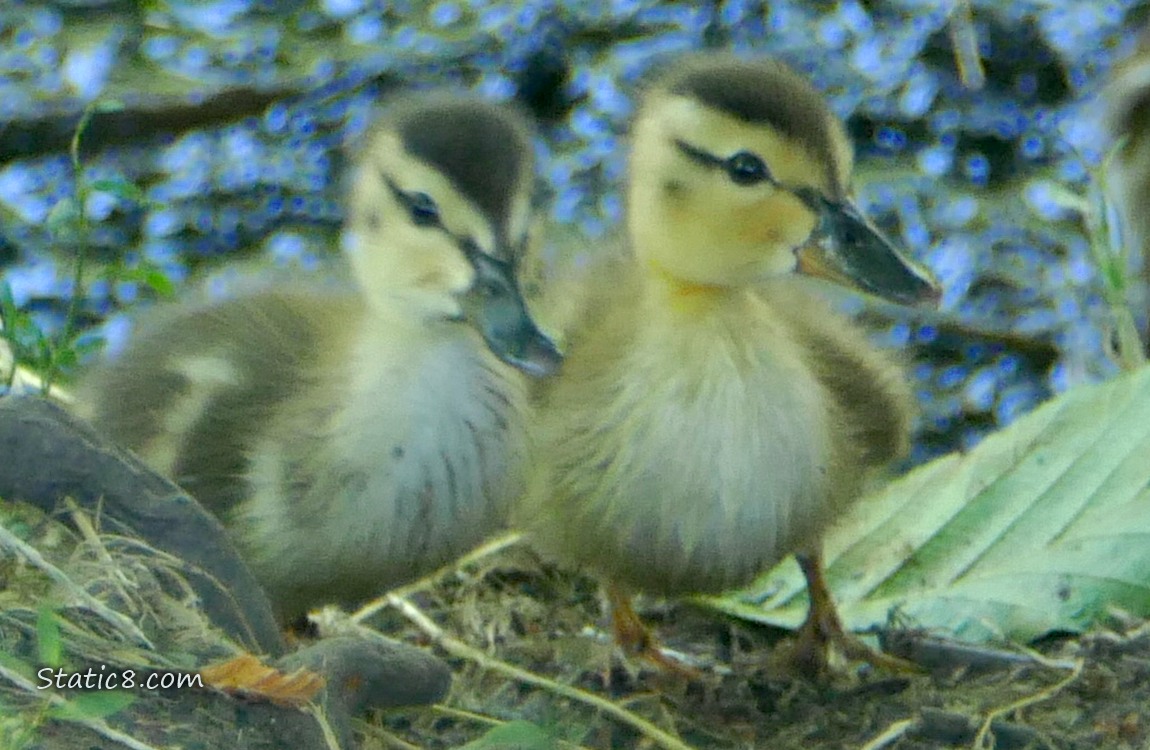 Close up of two ducklings walking on the ground