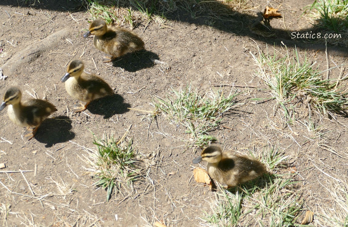 Ducklings walking on the ground