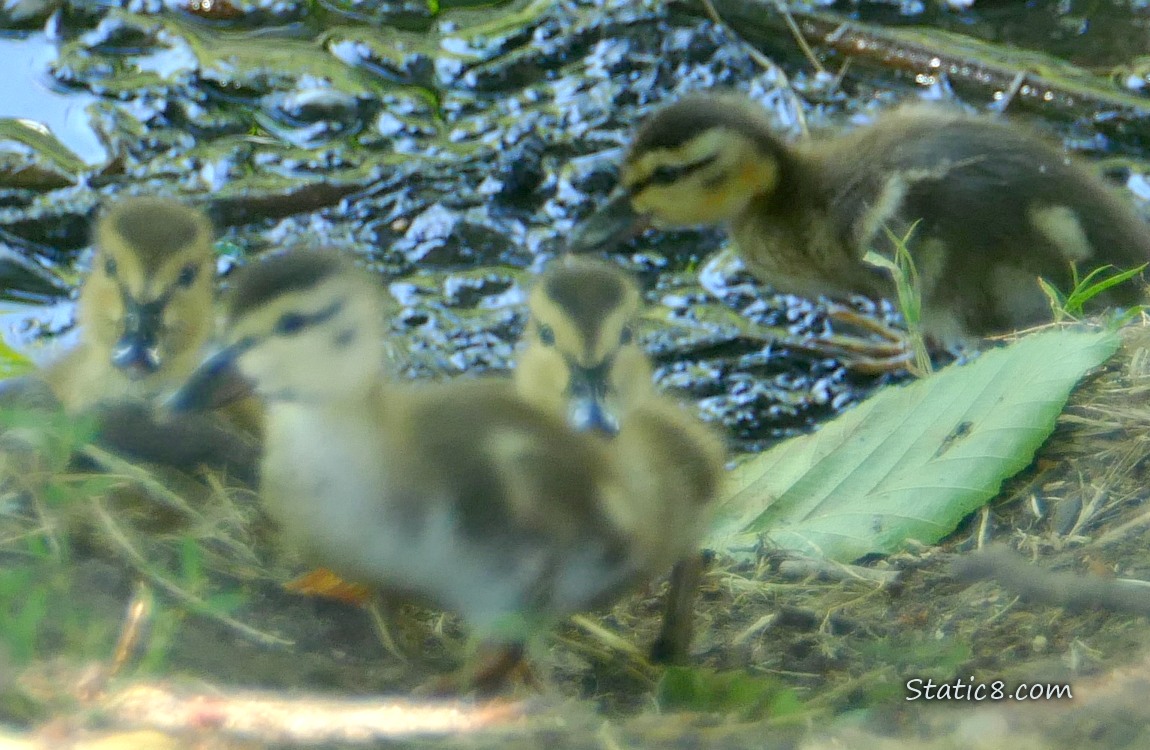 Blurry ducklings walking up the bank