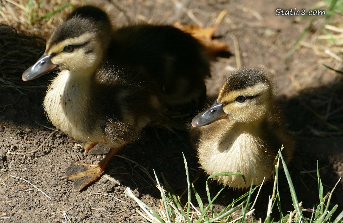 Ducklings in the light