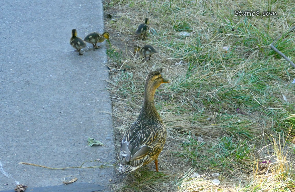 Ducklings and Mama Mallard walking next to the path