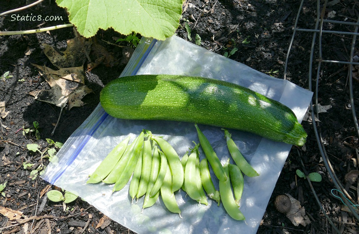 Harvested zucchini squash and snap peas laying on a ziplock on the ground