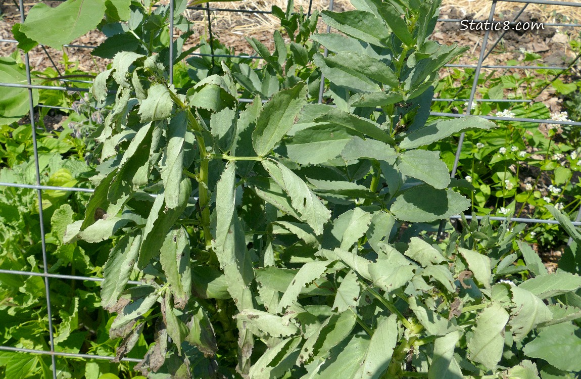 Wilted Fava plants in front of a wire trellis