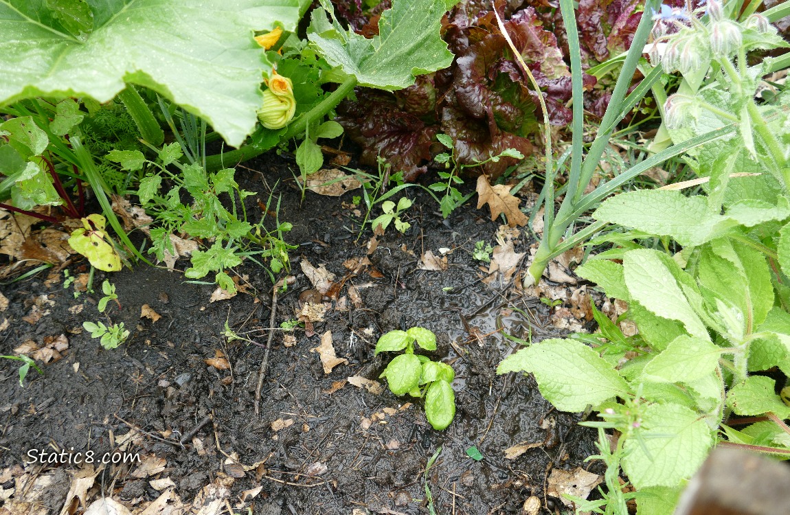 Basil plants growing in the dirt