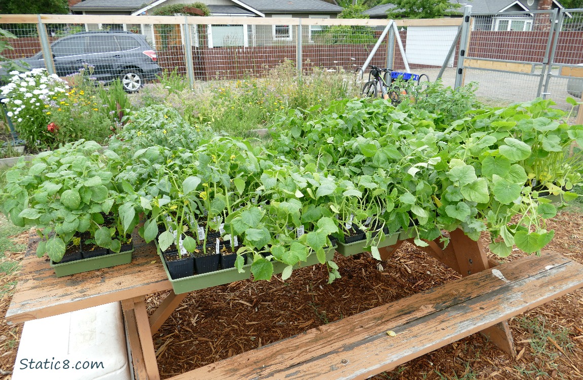 Veggie starts on a wood picnic table