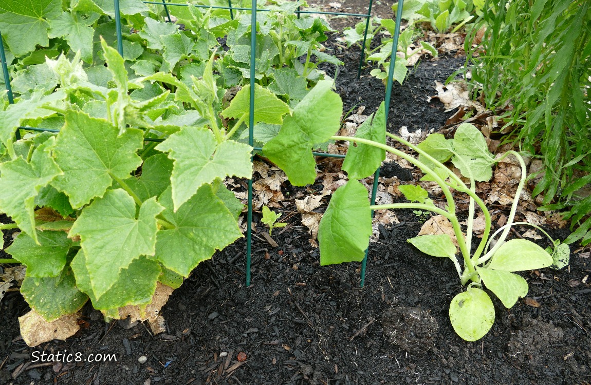 Squash plant next to cucumber plants under a wire trellis