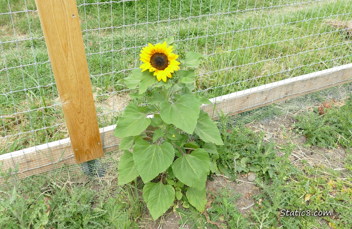 Short sunflower blooming in front of a wood and wire fence