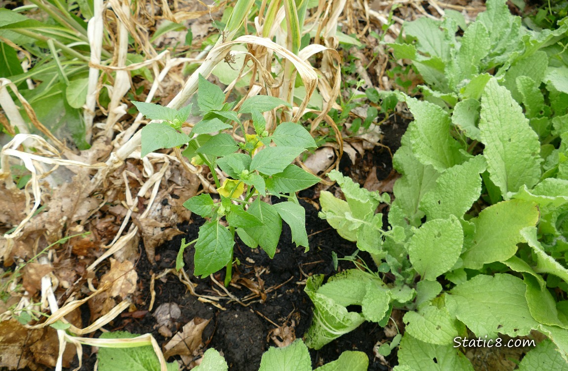 Looking down at a tomatillo plant growing in the dirt