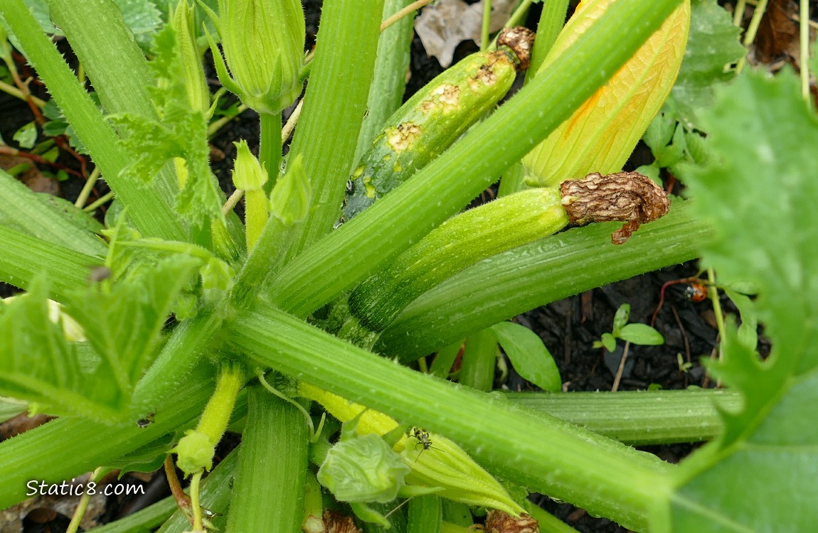 Looking down at a zucchini plant with several unfertalized fruits