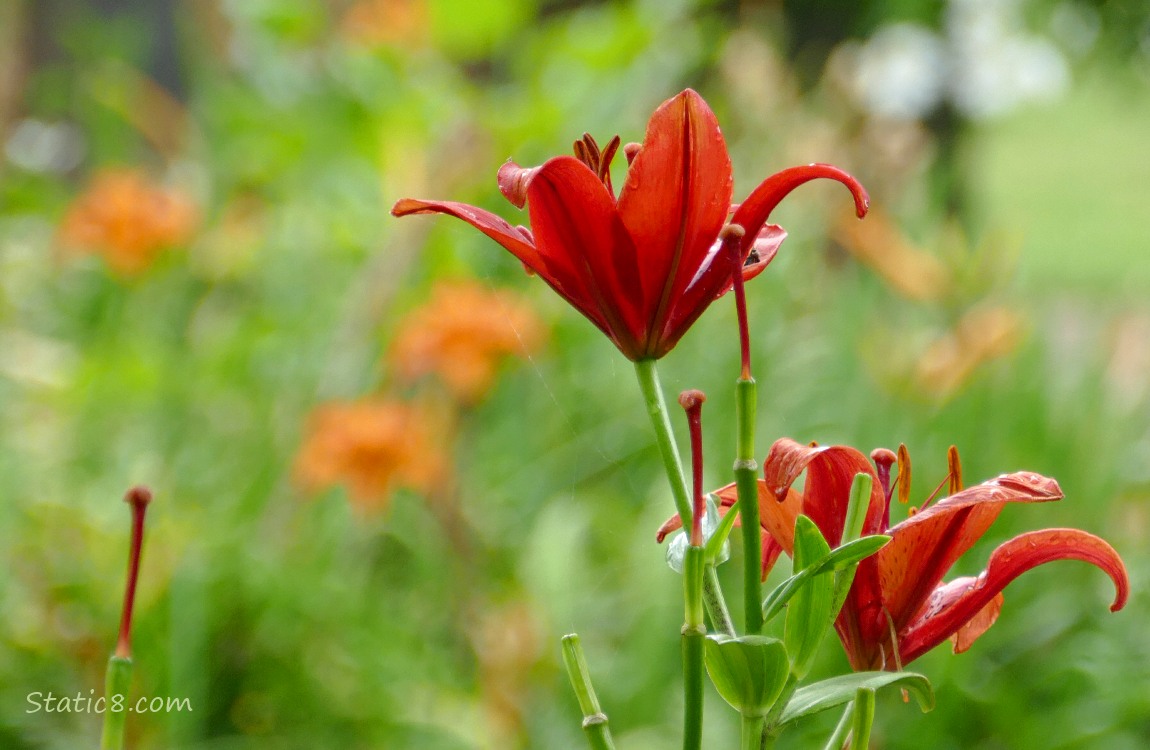 Red Lily blooms in front of orange blooms in the background
