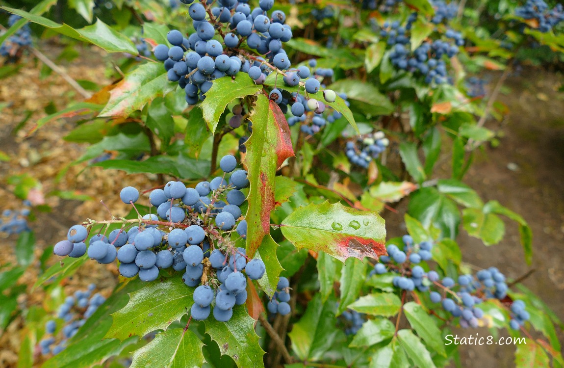 Oregon Grape fruits and leaves
