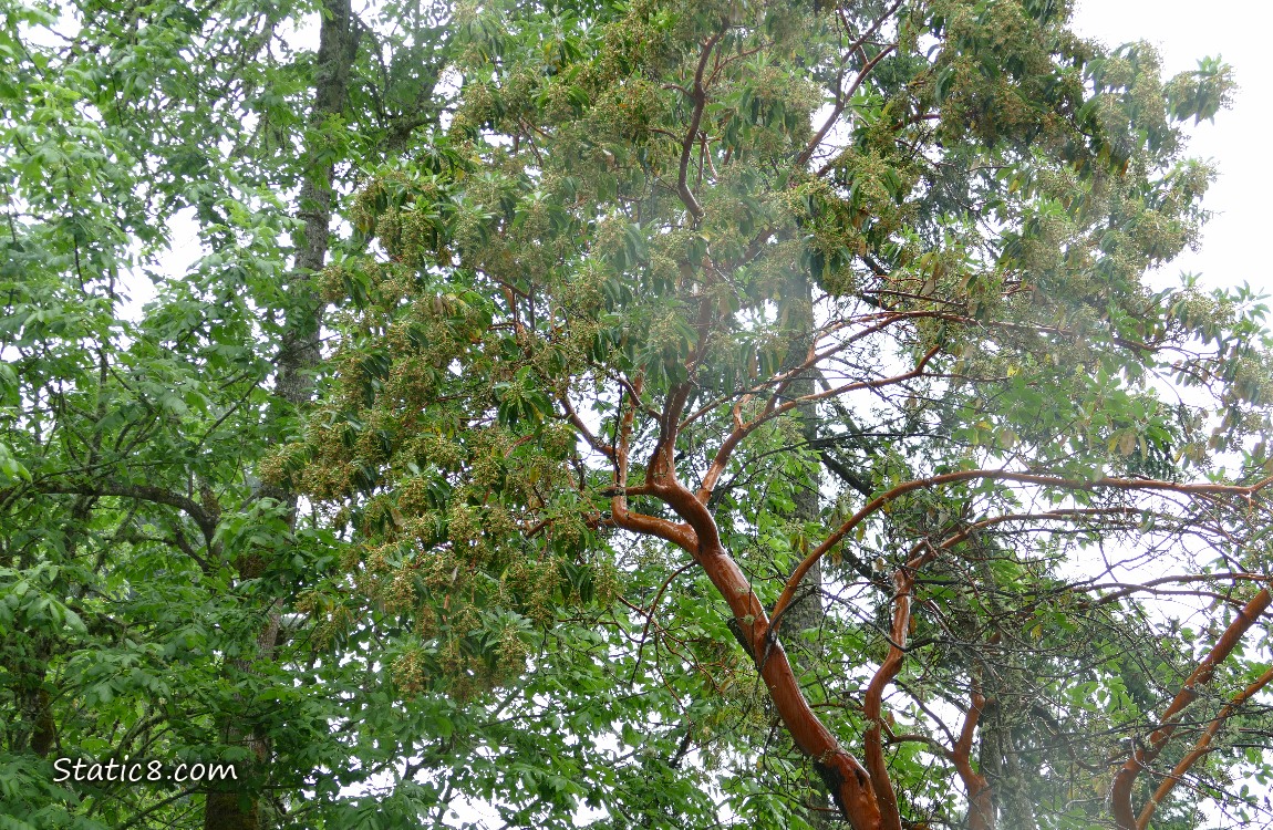 Looking up at a Madrone tree with a red trunk