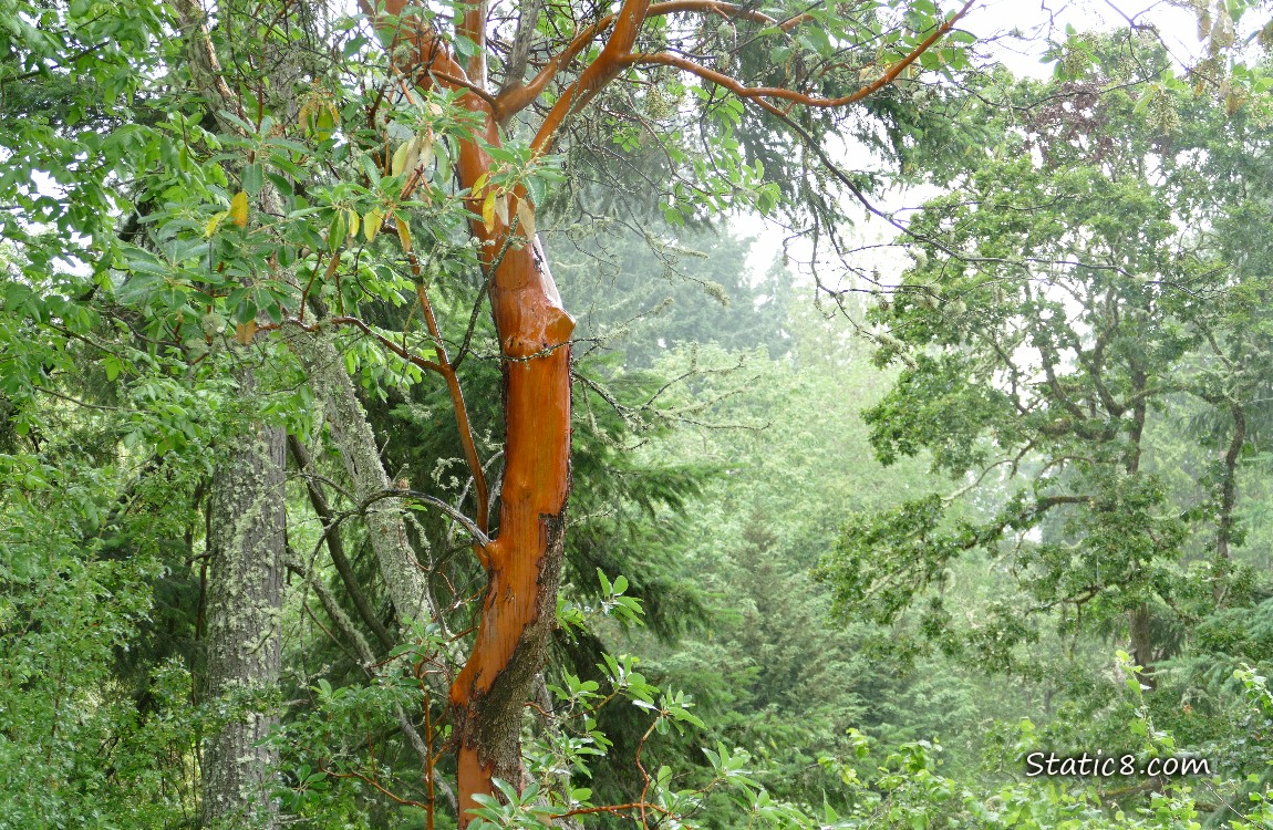 A Madrone tree with red bark in a forest