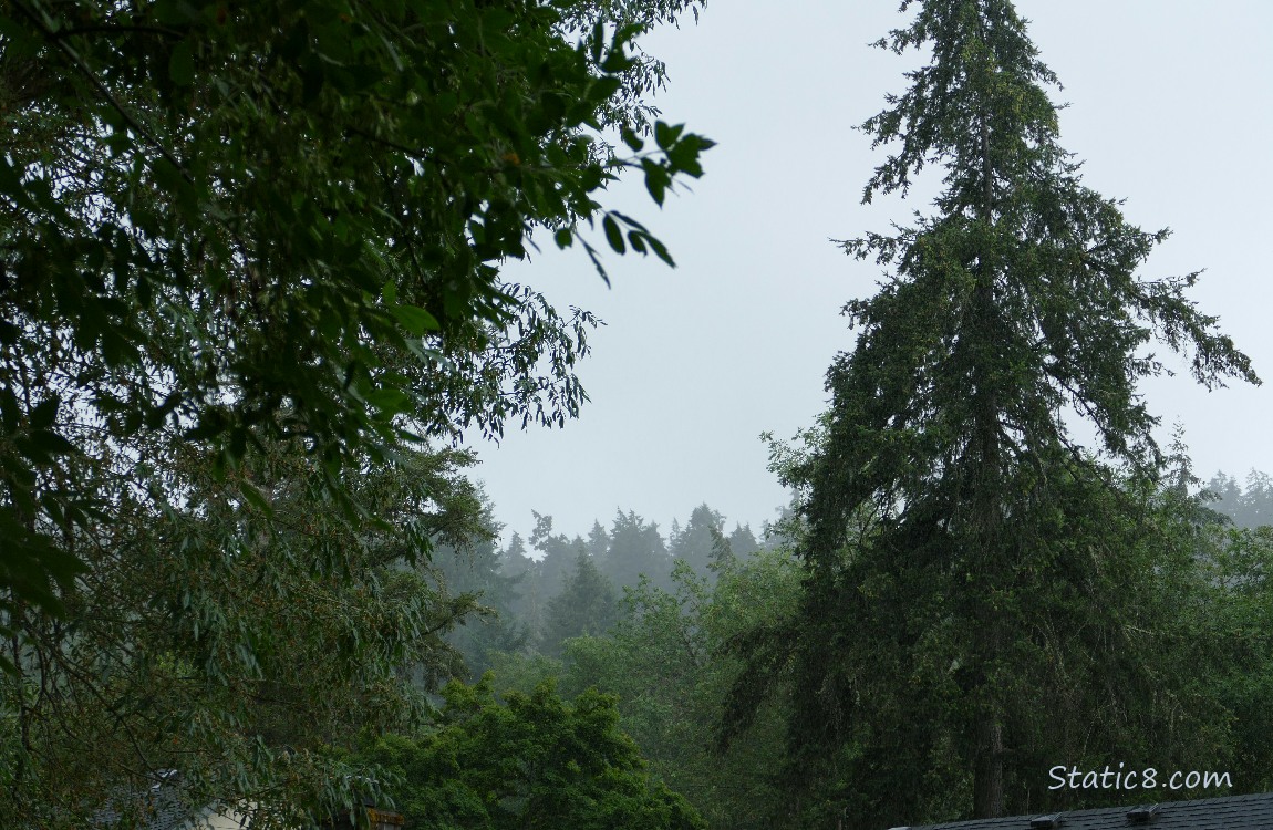 Grey sky past forest trees