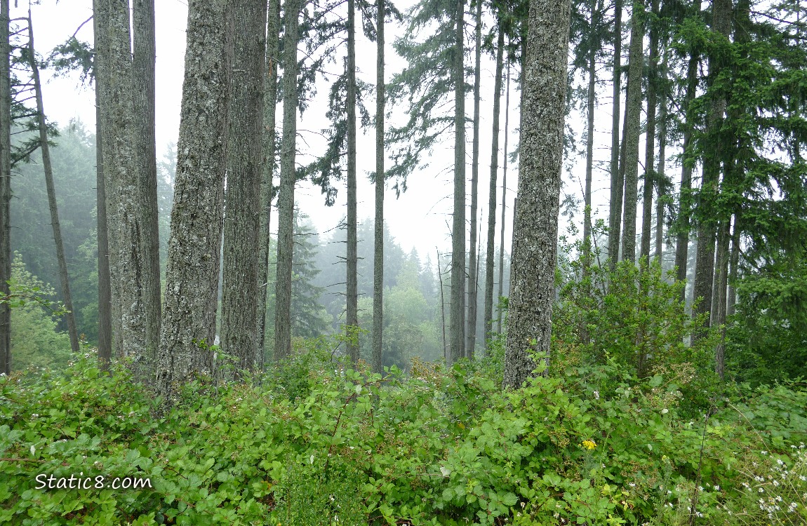 Looking thru tree trunks to misty trees below