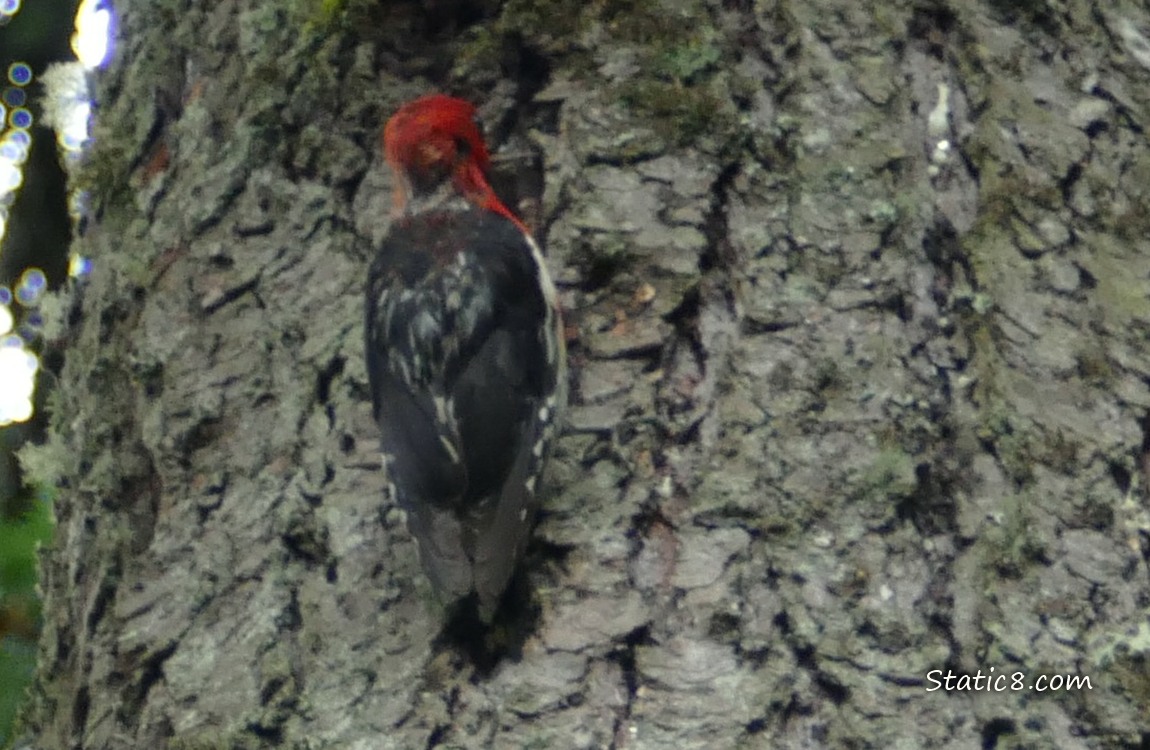 Red Breasted Sapsucker standing on a tree trunk