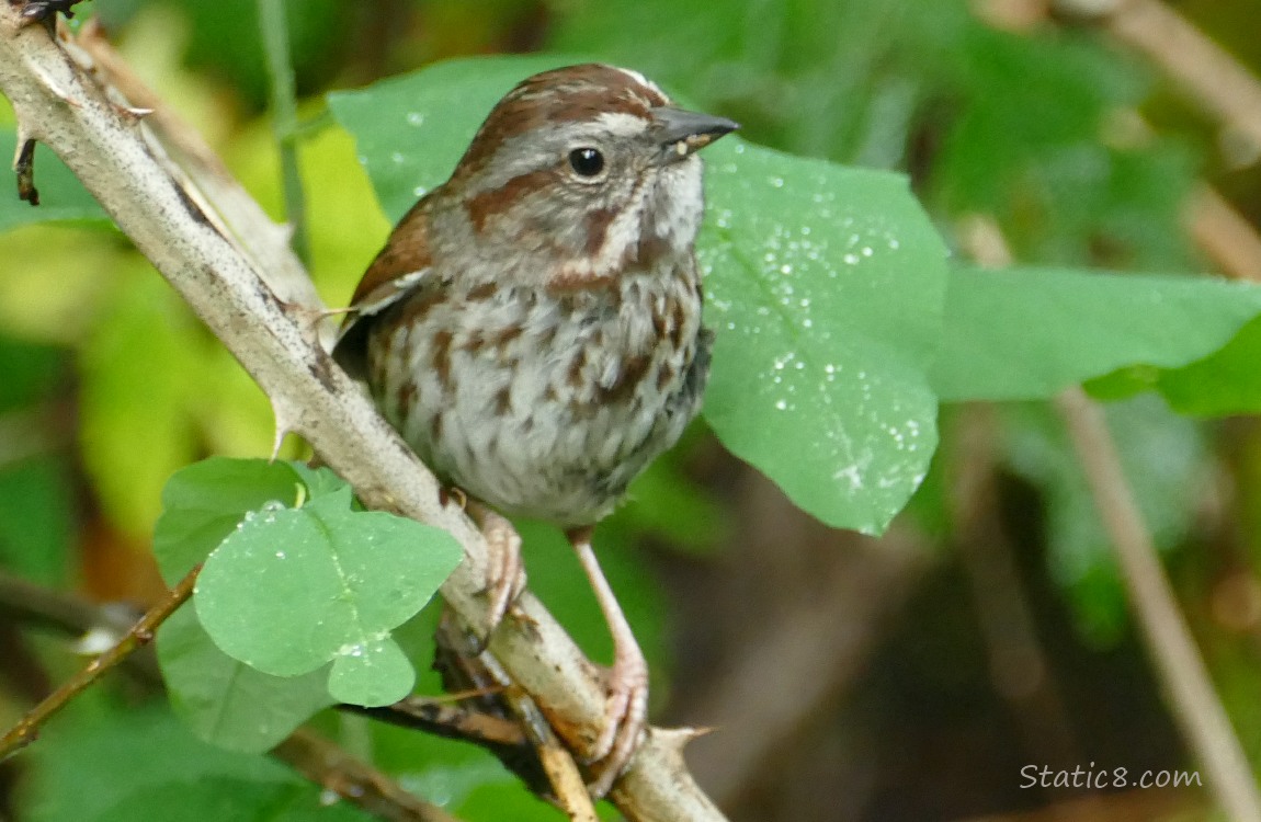 Song Sparrow perched on a thorny twig