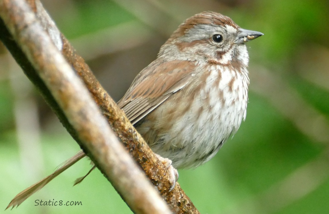 Song Sparrow perched on a twig