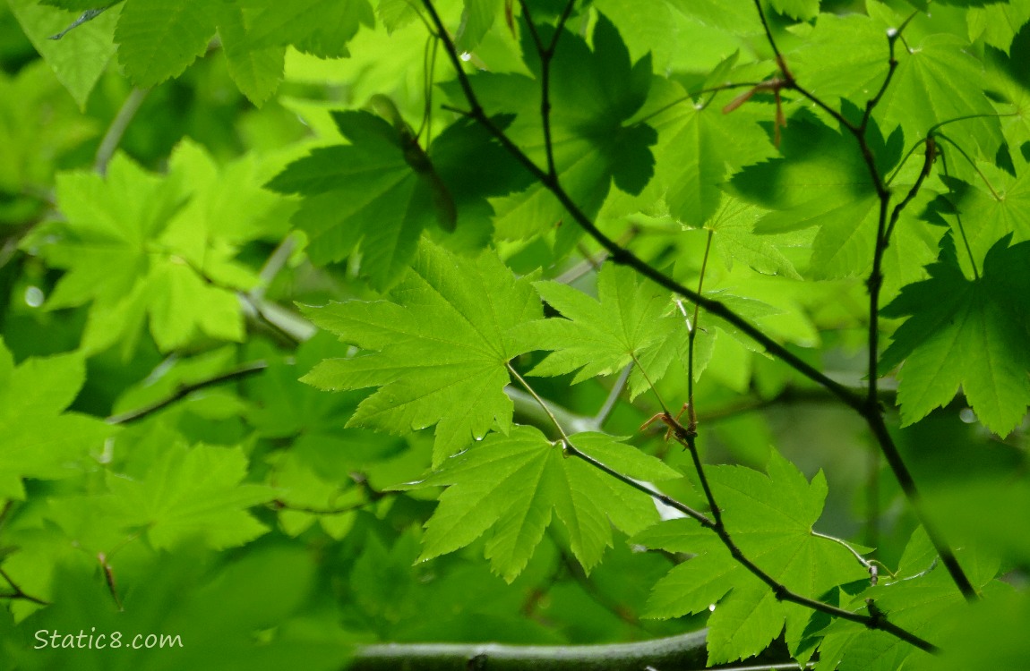 Looking up a Vine Maple leaves