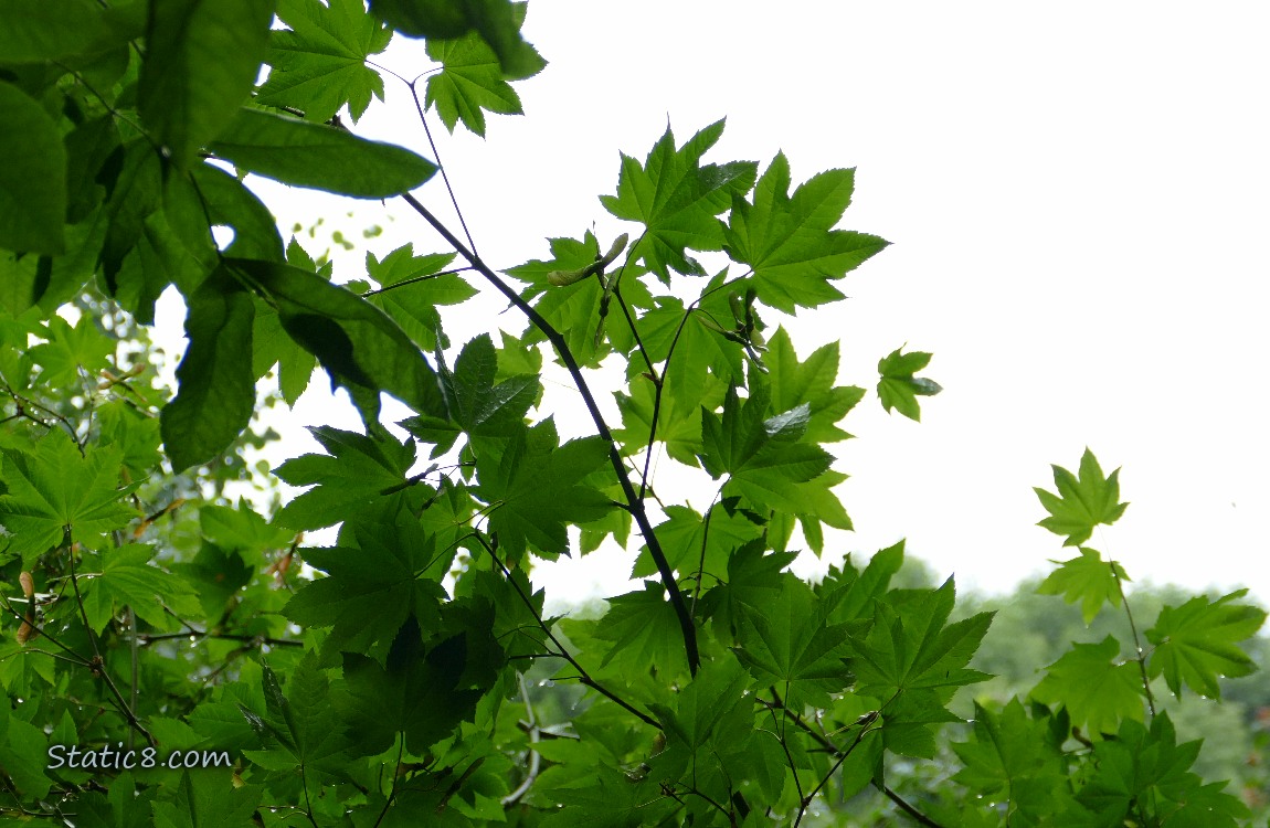 Looking up a Vine Maple leaves
