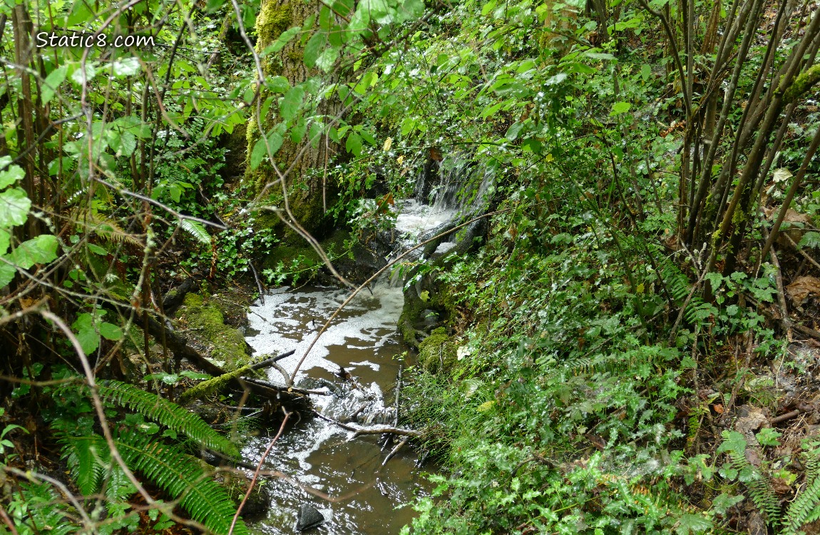 Small waterfall in a forest