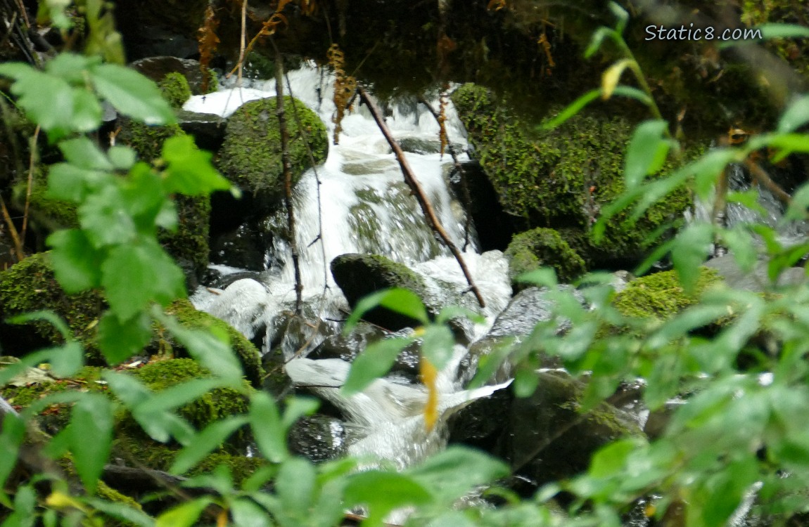 water falling past mossy rocks, past green leaves